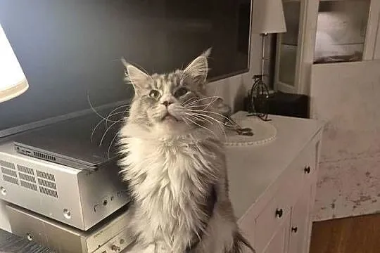 Maine coon kocurek