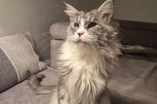 Maine coon kocurek, Kujawsko-pomorskie, Mała Nieszawka