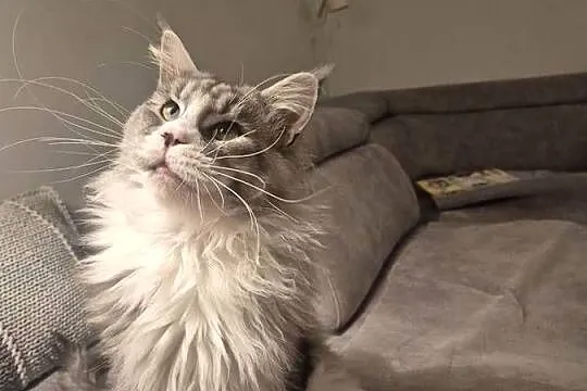 Maine coon kocurek, Kujawsko-pomorskie, Mała Nieszawka