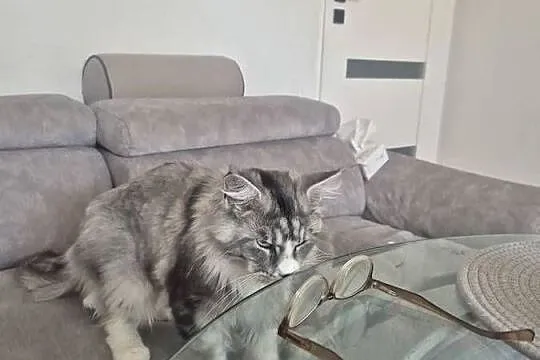 Maine coon kocurek, Kujawsko-pomorskie, Mała Nieszawka