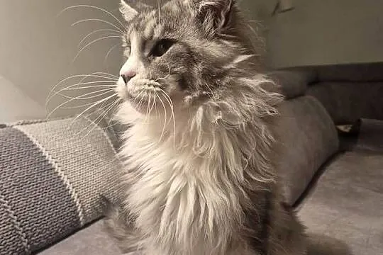 Maine coon kocurek, Kujawsko-pomorskie, Mała Nieszawka