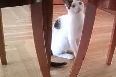Jaśnie Kot Maksymilian (ma siedem miesięcy),  śląs