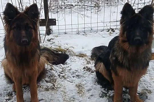 Sprzedam szczeniaki rasy owczarek niemiecki Pińczów,Busko-Zdrój, Świętokrzyskie, Busko-Zdrój