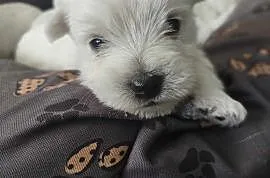 West Highland White Terrier szczeniaki z wyprawką , Laskowice
