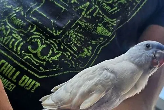 Aleksandretta Obrożna Szek Dominand Fiolet/GO ręcznie karmiona, Śląskie, Niewiesze