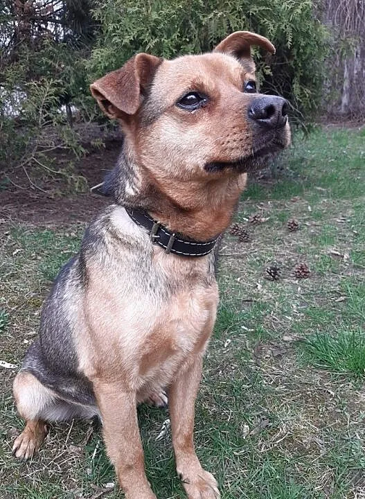Adoptuj uroczego Simonka :), Śląskie, Gliwice