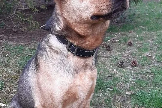 Adoptuj uroczego Simonka :), Śląskie, Gliwice