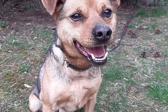 Adoptuj uroczego Simonka :), Śląskie, Gliwice