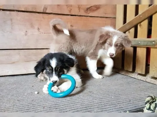 Szczenięta border collie dostępne do sprzedaży w nowych domach**
