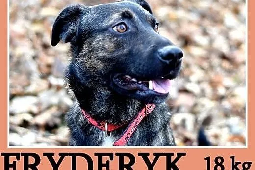 18 kg, 2 lata,przyjacielski,pogodny,towarzyski pies FRYDERYK.Adopcja,  małopolskie Kraków