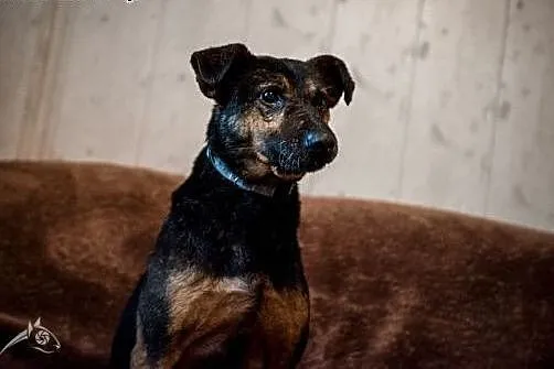 Taki fajny Kruki szuka domu! Chętnie jako drugi pi