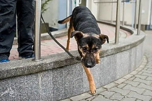 Taki fajny Kruki szuka domu! Chętnie jako drugi pi