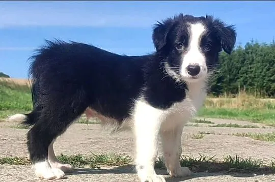 Szczeniak BORDER COLLIE z Hodowli - Rasowy pies z pełną dok.