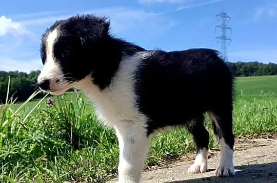 Szczeniak BORDER COLLIE z Hodowli - Rasowy pies z pełną dok., Podkarpackie, Iwonicz