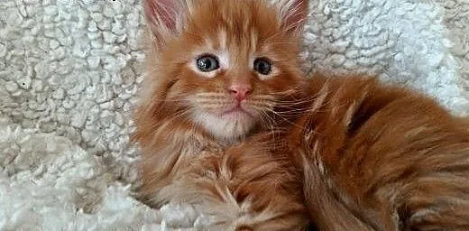 Maine coon ruda kotka, Koty maine coon cała Polsk