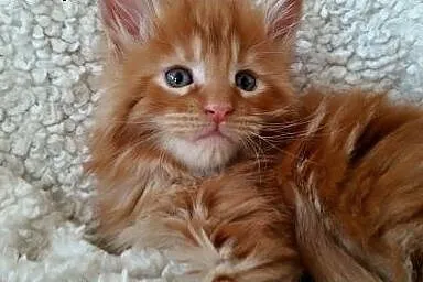 Maine coon ruda kotka,  Koty maine coon cała Polsk