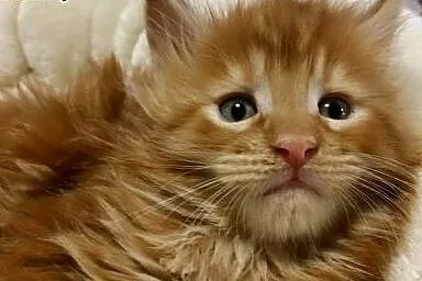 Maine coon ruda kotka,  Koty maine coon cała Polsk