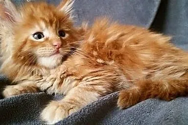Maine coon ruda kotka,  Koty maine coon cała Polsk
