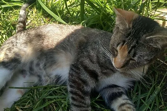 MELA - tej ślicznotce szansę daj! bo nikt nie powinien być sam ;), Łódzkie, Łódź