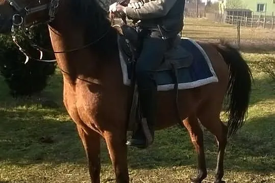 Klacz czystej krwi arabskiej ze źrebakiem!