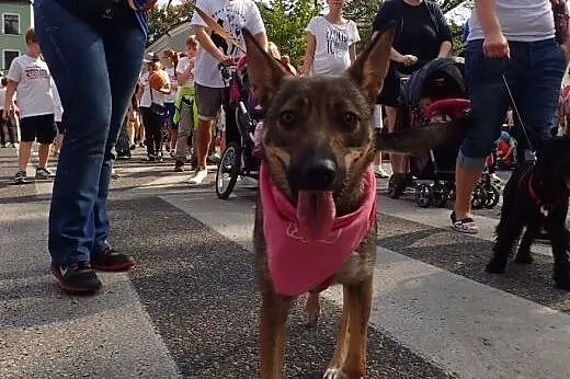 Leila -idealna! śliczna ok 1,5 roczna sunia,  mazo