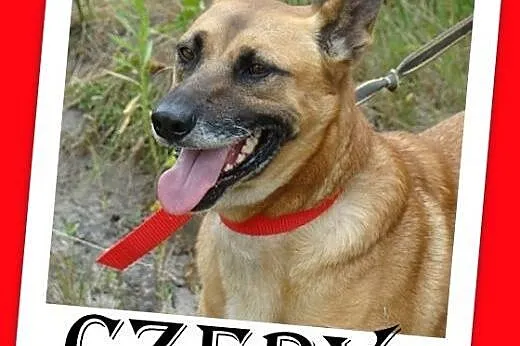CZERY-duży,przyjazny,kontaktowy pies ,źle znosi schronisko.ADOPCJA,  małopolskie Kraków