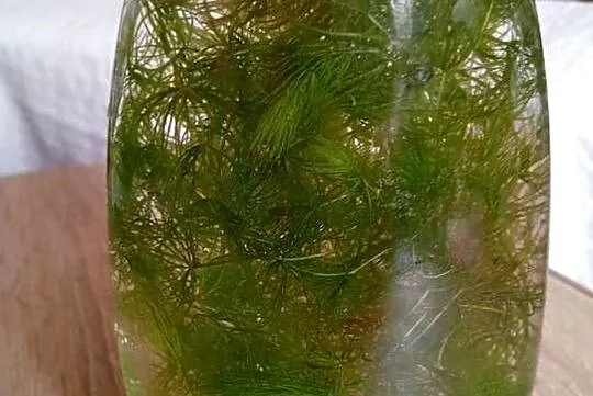 Roślina akwarystyczna. Wycinka z hodowli. Rogatek sztywny (Ceratophyllum de