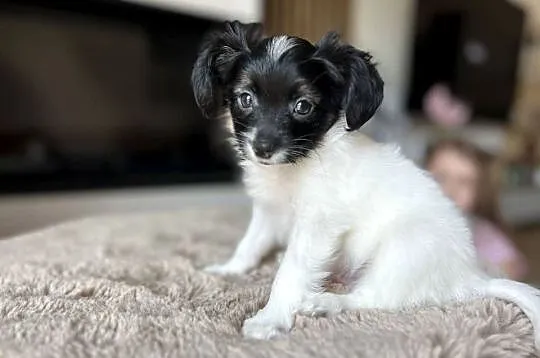 Spaniel Kontynentalny miniaturowy Papillon szczeniaczki ZKwP FCI, Wielkopolskie, Kalisz