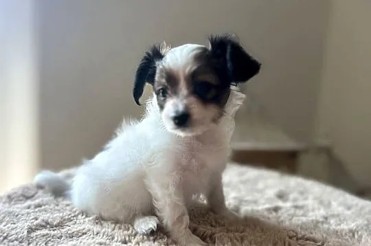 Spaniel Kontynentalny miniaturowy Papillon szczeniaczki ZKwP FCI, Wielkopolskie, Kalisz
