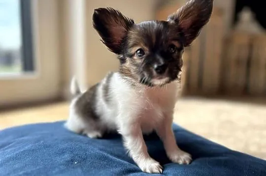 Spaniel Kontynentalny miniaturowy Papillon szczeniaczki ZKwP FCI, Wielkopolskie, Kalisz