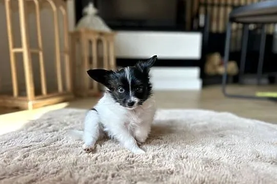 Spaniel Kontynentalny miniaturowy Papillon szczeniaczki ZKwP FCI, Wielkopolskie, Kalisz