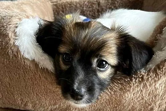 Spaniel Kontynentalny miniaturowy Papillon szczeniaczki ZKwP FCI, Wielkopolskie, Kalisz