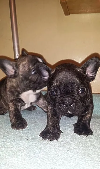 Buldog francuski szczeniaki