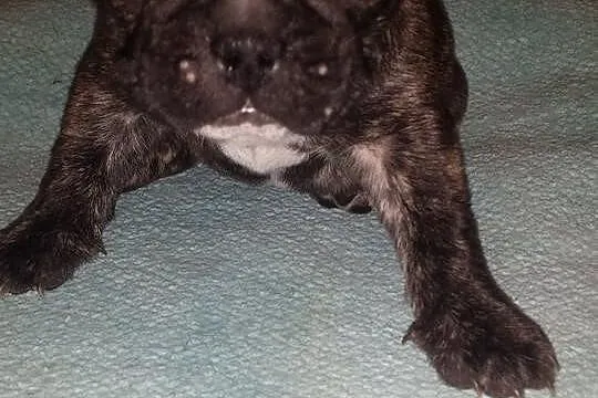 Buldog francuski szczeniaki
