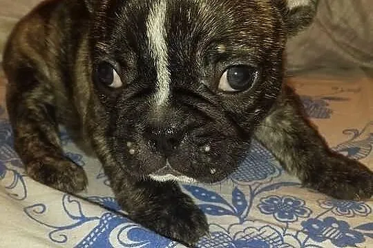 Buldog francuski szczeniaki