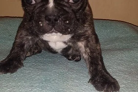 Buldog francuski szczeniaki