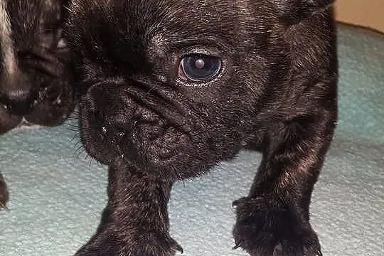 Buldog francuski szczeniaki