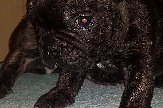 Buldog francuski szczeniaki