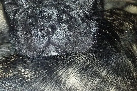 Buldog francuski szczeniaki