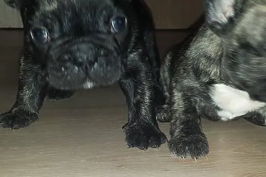 Buldog francuski szczeniaki