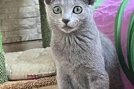 Rosyjskie Niebieskie