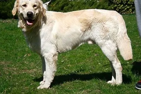 Ray- golden retriever do adopcji,  Golden retriever cała Polska