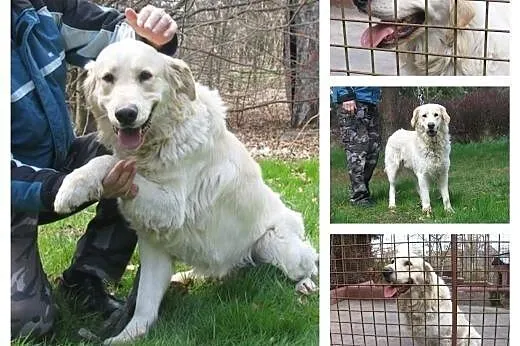 Ray- golden retriever do adopcji,  Golden retrieve