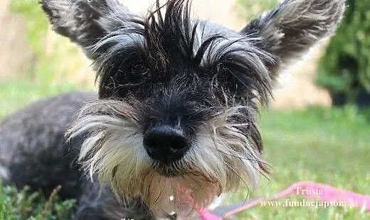 Trusia- malutka, urocza suńka do adopcji, mazowie