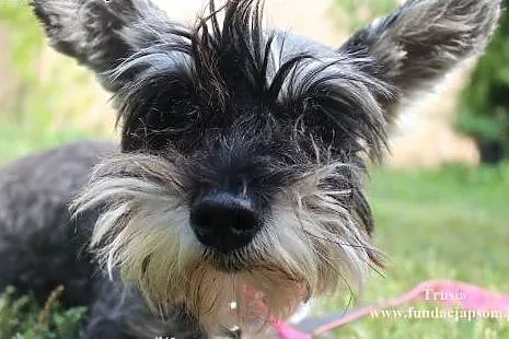 Trusia- malutka, urocza suńka do adopcji,  mazowie