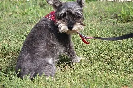 Trusia- malutka, urocza suńka do adopcji,  mazowie