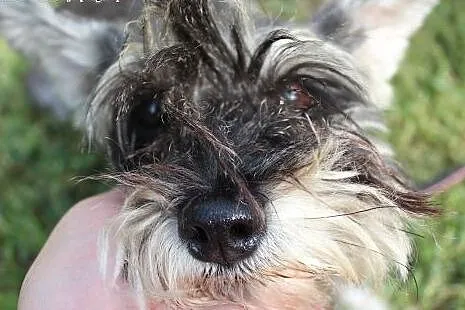Trusia- malutka, urocza suńka do adopcji,  mazowie