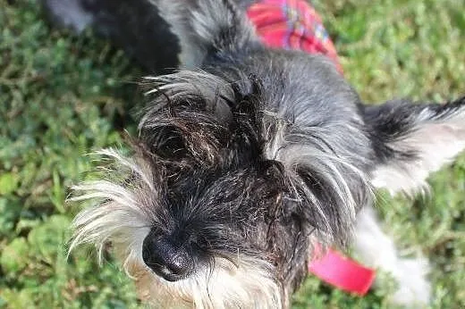 Trusia- malutka, urocza suńka do adopcji,  mazowie