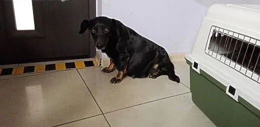 Moli w typie jamnika pilny dt aktualne , Jamnik c