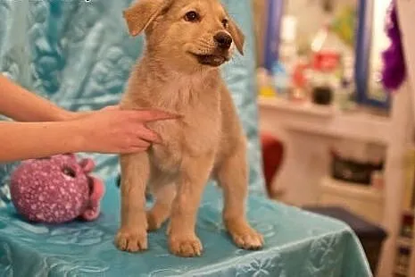 Słodki DYZIO, mały miś - do adopcji choćby dziś :)
